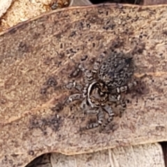 Maratus griseus at Carwoola, NSW - 23 Sep 2023