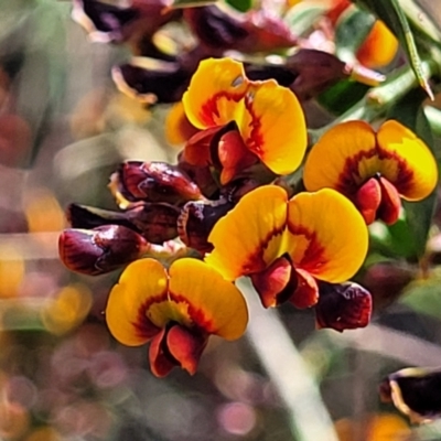 Daviesia ulicifolia subsp. ruscifolia (Broad-leaved Gorse Bitter Pea) at Carwoola, NSW - 23 Sep 2023 by trevorpreston