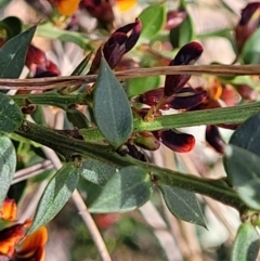 Daviesia ulicifolia subsp. ruscifolia at Carwoola, NSW - 23 Sep 2023 02:07 PM