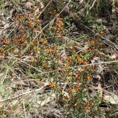 Daviesia ulicifolia subsp. ruscifolia at Carwoola, NSW - 23 Sep 2023 02:07 PM