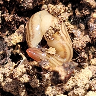 Fletchamia quinquelineata (Five-striped flatworm) at Wanna Wanna Nature Reserve - 23 Sep 2023 by trevorpreston