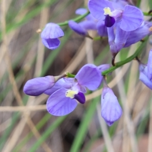 Comesperma volubile at Carwoola, NSW - 23 Sep 2023