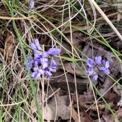 Comesperma volubile at Carwoola, NSW - 23 Sep 2023