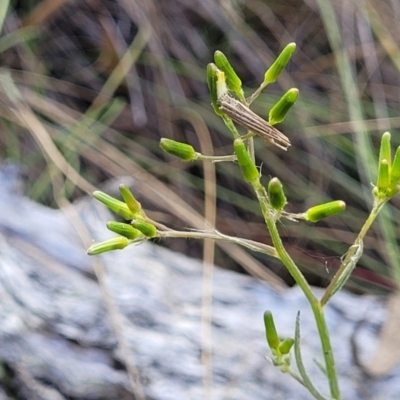 Senecio prenanthoides (Common Forest Fireweed) at Carwoola, NSW - 23 Sep 2023 by trevorpreston