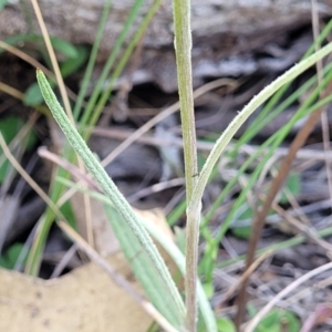 Senecio prenanthoides at Carwoola, NSW - 23 Sep 2023 02:01 PM