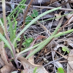 Senecio prenanthoides at Carwoola, NSW - 23 Sep 2023 02:01 PM