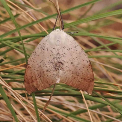 Gastrophora henricaria at Caladenia Forest, O'Connor - 23 Sep 2023 by ConBoekel