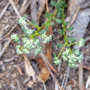 Poranthera microphylla at Carwoola, NSW - 23 Sep 2023 01:51 PM