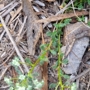 Poranthera microphylla at Carwoola, NSW - 23 Sep 2023 01:51 PM