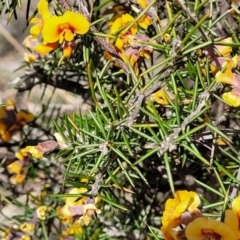 Dillwynia sieberi at Carwoola, NSW - 23 Sep 2023