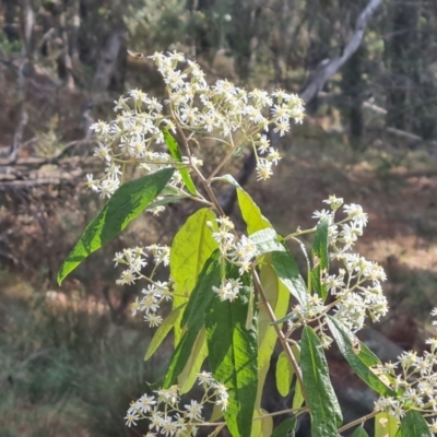 Olearia lirata (Snowy Daisybush) at Isaacs, ACT - 23 Sep 2023 by Mike