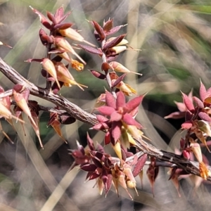 Leucopogon fletcheri subsp. brevisepalus at Carwoola, NSW - 23 Sep 2023