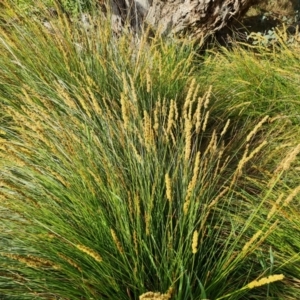 Carex appressa at Isaacs, ACT - 23 Sep 2023 04:11 PM