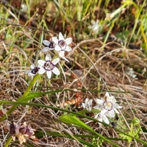 Wurmbea dioica subsp. dioica at Isaacs, ACT - 23 Sep 2023 04:05 PM