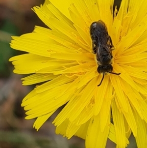 Lasioglossum (Chilalictus) lanarium at Isaacs, ACT - 23 Sep 2023