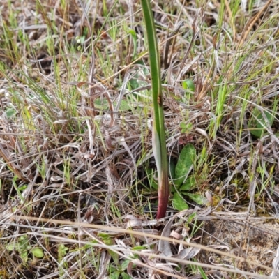 Thelymitra sp. (A Sun Orchid) at Isaacs, ACT - 23 Sep 2023 by Mike