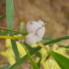 Unidentified Acacia Gall at Isaacs, ACT - 23 Sep 2023 by Mike