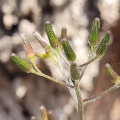 Senecio prenanthoides (Common Forest Fireweed) at Wanna Wanna Nature Reserve - 23 Sep 2023 by trevorpreston