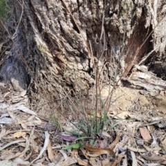 Senecio prenanthoides at Carwoola, NSW - 23 Sep 2023