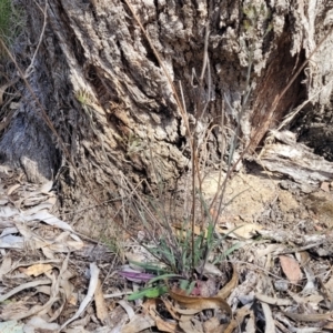 Senecio prenanthoides at Carwoola, NSW - 23 Sep 2023 01:45 PM