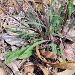 Senecio prenanthoides at Carwoola, NSW - 23 Sep 2023 01:45 PM