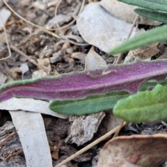 Senecio prenanthoides at Carwoola, NSW - 23 Sep 2023