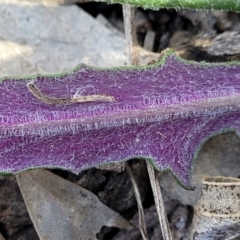 Senecio prenanthoides at Carwoola, NSW - 23 Sep 2023 01:45 PM