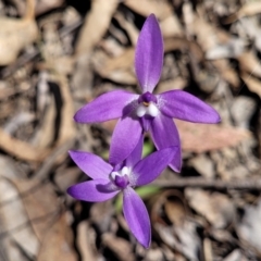 Glossodia major (Wax Lip Orchid) at Wanna Wanna Nature Reserve - 23 Sep 2023 by trevorpreston