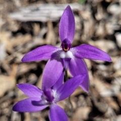 Glossodia major at Carwoola, NSW - 23 Sep 2023