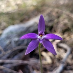 Glossodia major (Wax Lip Orchid) at Carwoola, NSW - 23 Sep 2023 by trevorpreston
