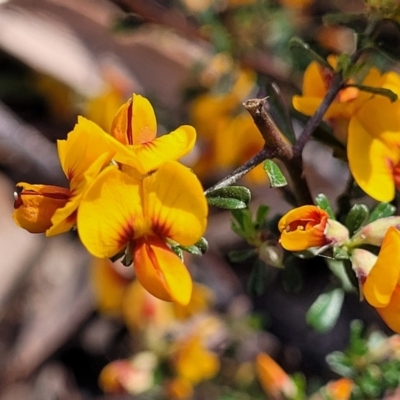 Pultenaea microphylla (Egg and Bacon Pea) at Carwoola, NSW - 23 Sep 2023 by trevorpreston