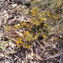 Pultenaea microphylla at Carwoola, NSW - 23 Sep 2023