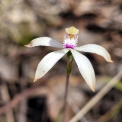 Caladenia ustulata (Brown Caps) at Wanna Wanna Nature Reserve - 23 Sep 2023 by trevorpreston