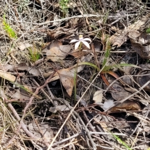 Caladenia ustulata at Carwoola, NSW - 23 Sep 2023