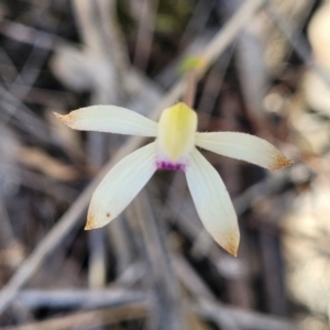 Caladenia ustulata at Carwoola, NSW - 23 Sep 2023