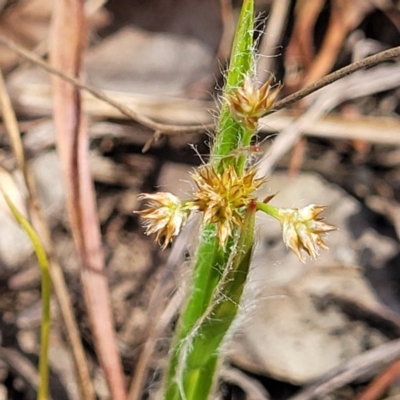 Luzula meridionalis (Common Woodrush) at Carwoola, NSW - 23 Sep 2023 by trevorpreston