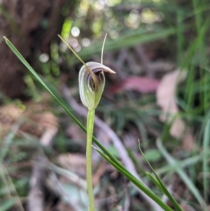 Pterostylis pedunculata at Paddys River, ACT - suppressed