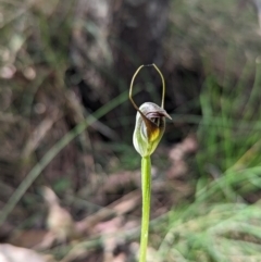 Pterostylis pedunculata at Paddys River, ACT - suppressed