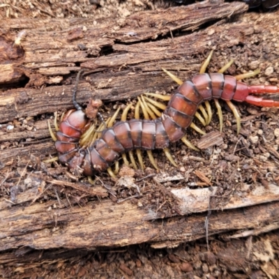 Cormocephalus aurantiipes (Orange-legged Centipede) at Carwoola, NSW - 23 Sep 2023 by trevorpreston