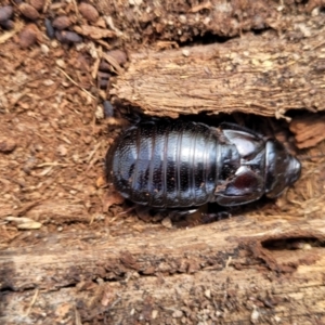 Panesthia australis at Carwoola, NSW - 23 Sep 2023