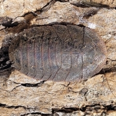 Laxta granicollis (Common bark or trilobite cockroach) at Wanna Wanna Nature Reserve - 23 Sep 2023 by trevorpreston