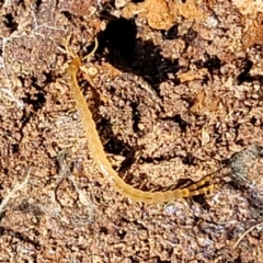 Chilopoda (class) (Centipede) at Wanna Wanna Nature Reserve - 23 Sep 2023 by trevorpreston