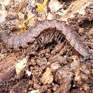 Dalodesmidae (family) at Carwoola, NSW - 23 Sep 2023 01:26 PM