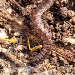 Dalodesmidae (family) at Carwoola, NSW - 23 Sep 2023 01:26 PM