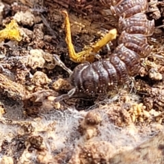 Dalodesmidae (family) at Carwoola, NSW - 23 Sep 2023 01:26 PM