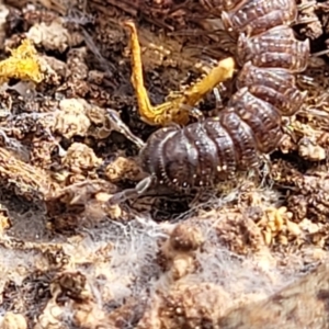 Dalodesmidae (family) at Carwoola, NSW - 23 Sep 2023 01:26 PM