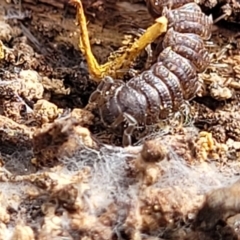 Dalodesmidae (family) at Carwoola, NSW - 23 Sep 2023 01:26 PM