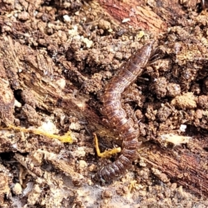 Dalodesmidae (family) at Carwoola, NSW - 23 Sep 2023 01:26 PM