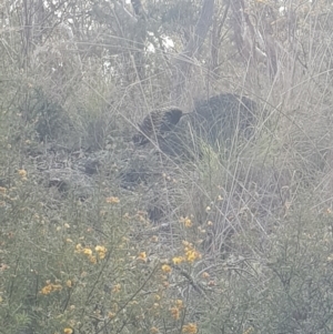 Tachyglossus aculeatus at QPRC LGA - 23 Sep 2023