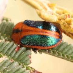 Calomela curtisi (Acacia leaf beetle) at Caladenia Forest, O'Connor - 23 Sep 2023 by ConBoekel